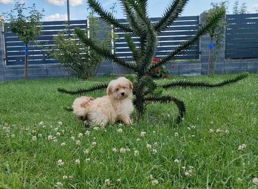 Maltipoo szczeniak