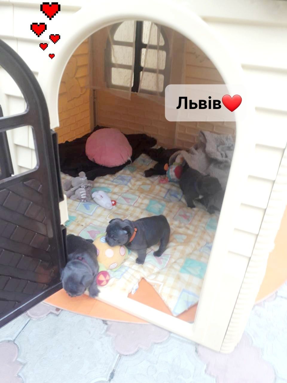 Цуценята для кохання