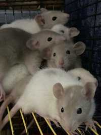 Пацюки декоративні