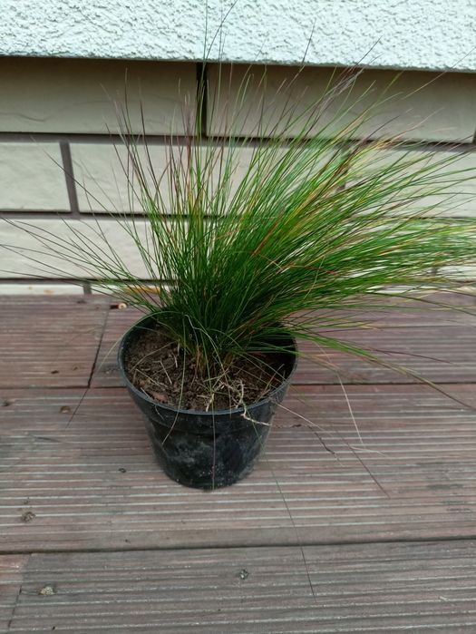 Kostrzewa walberla festuca walberla