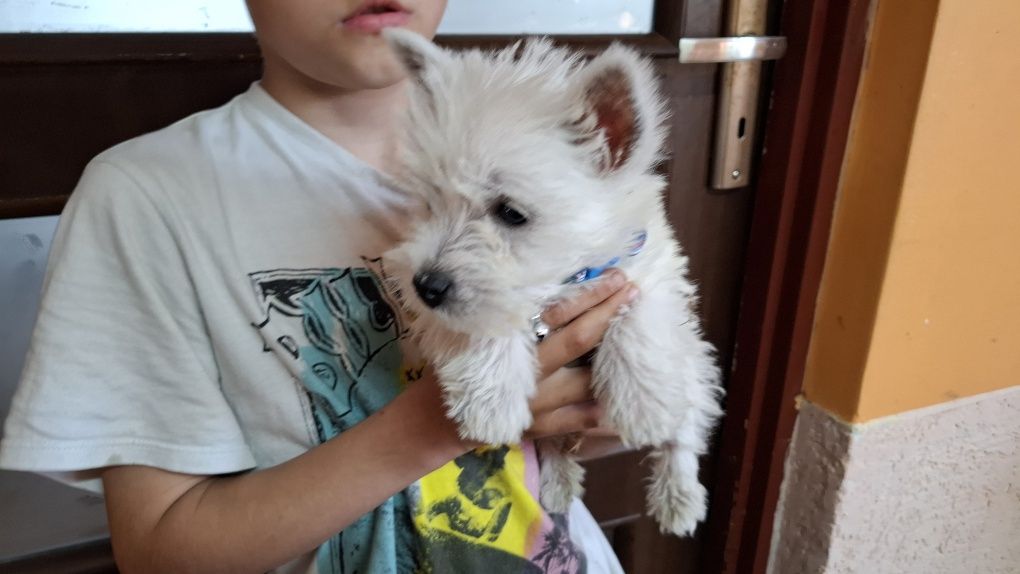 West highland white terrier