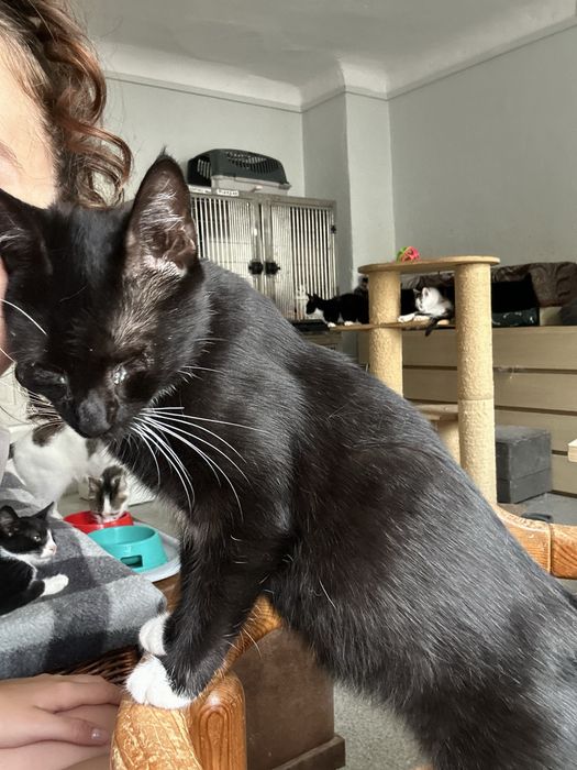 Ostoja mruczków kotka Zoja do adopcji