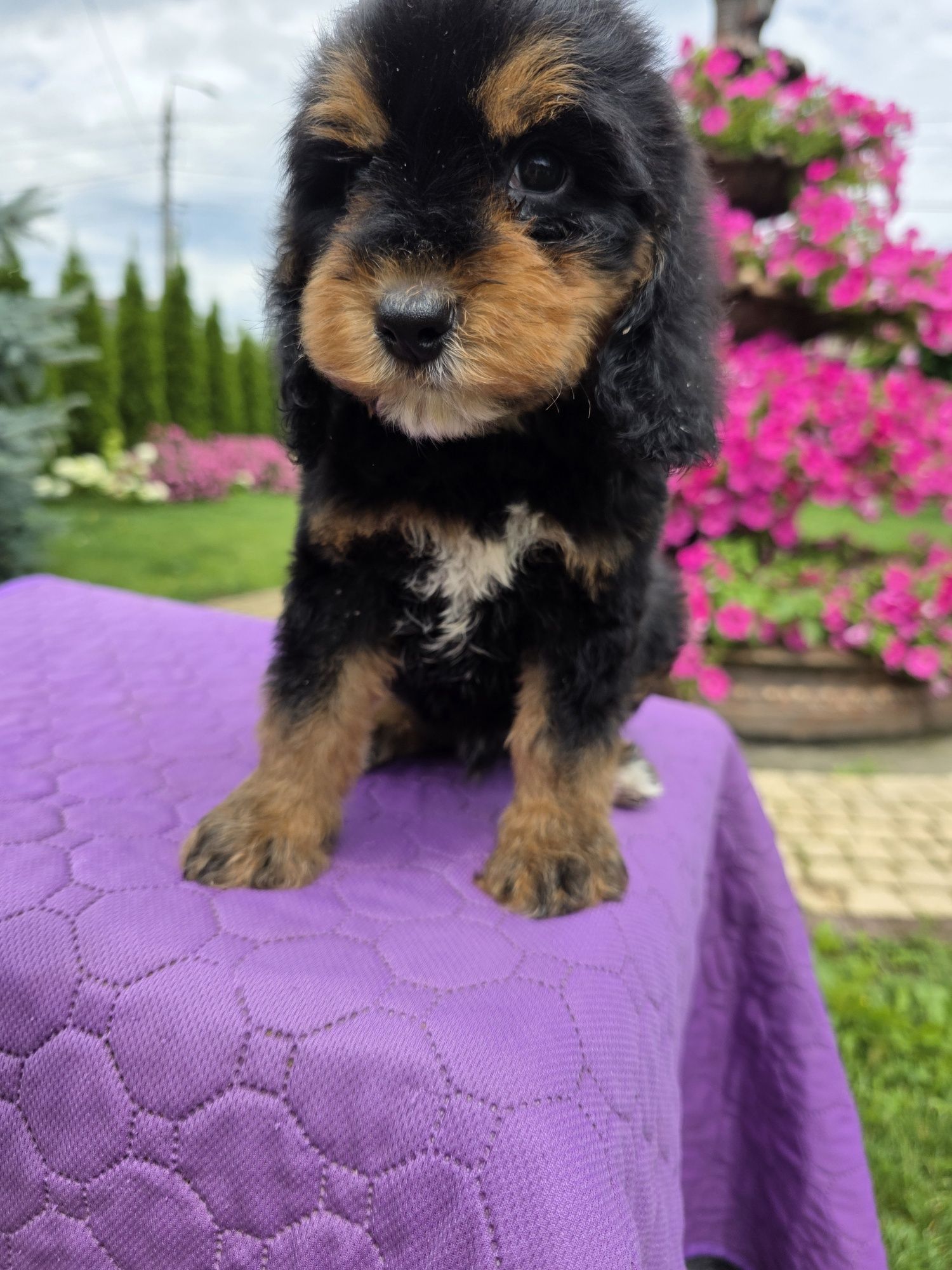 Cockapoo śliczny chlopiec Xawery