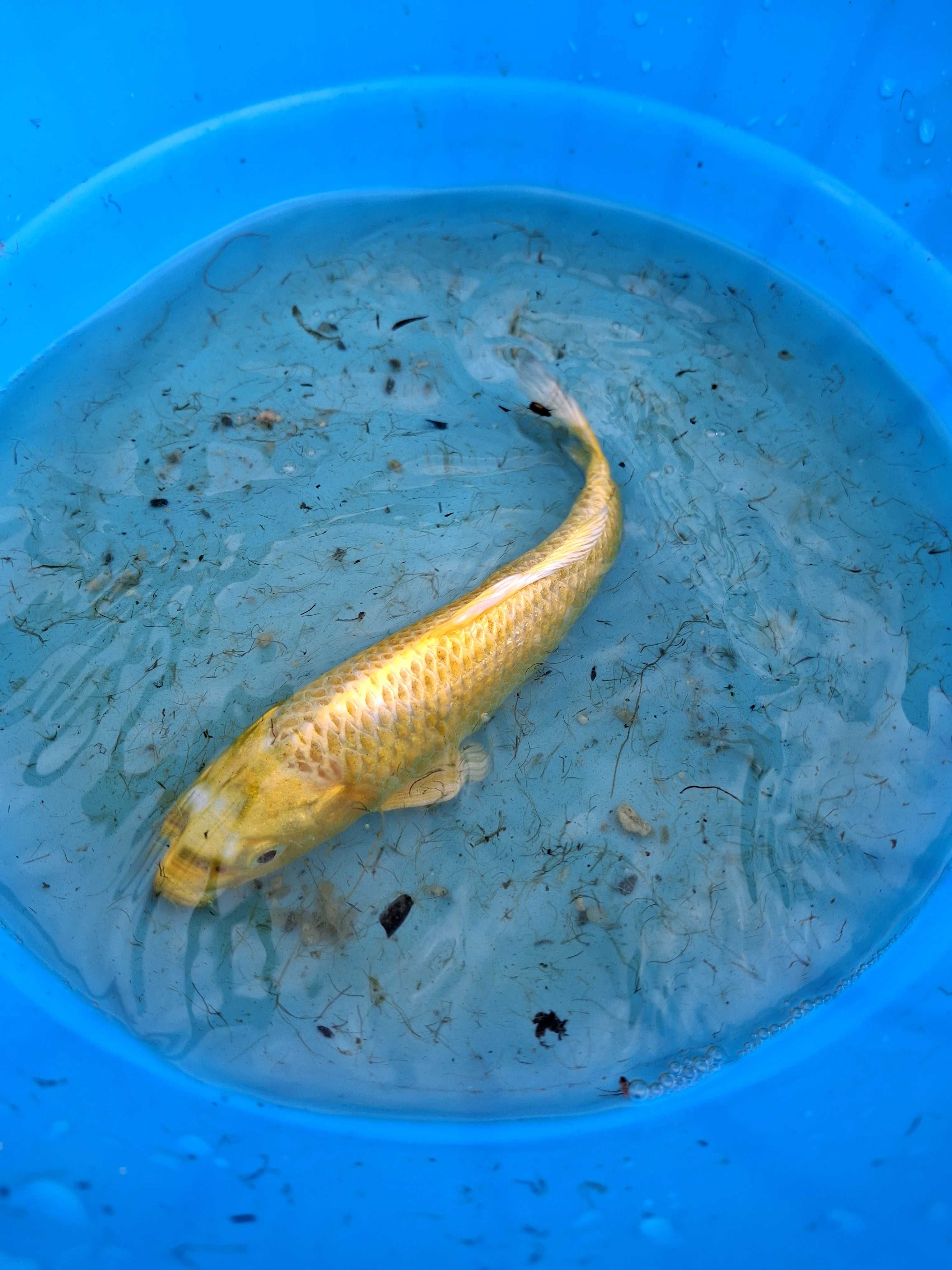 Peixes de lago e aquário