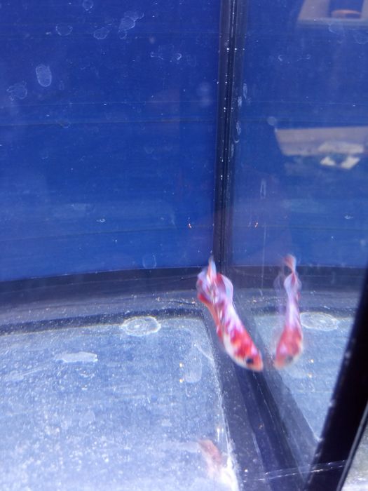 Продам петухов кои