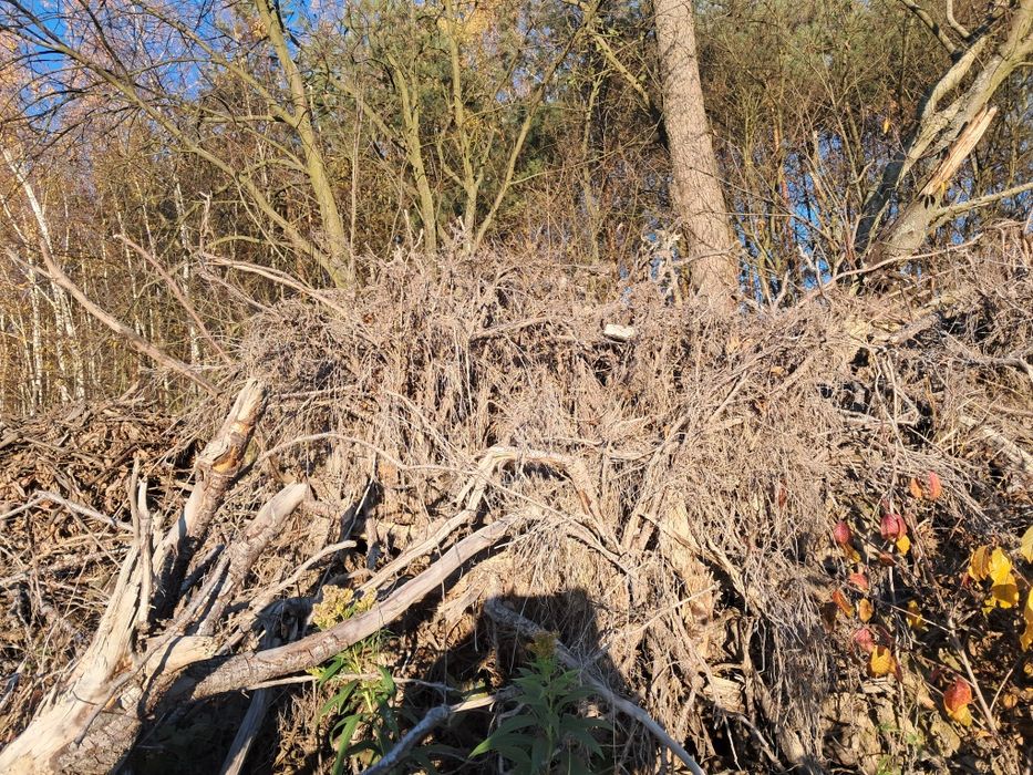 Korzenie opał oddam za darmo