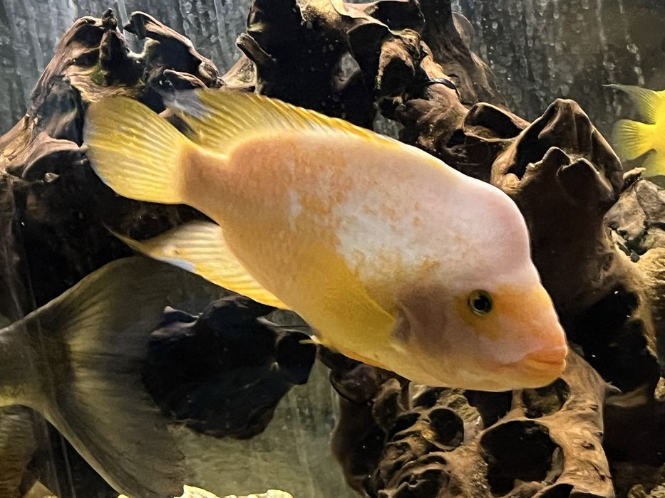 Pielęgnica cytrynowa samica