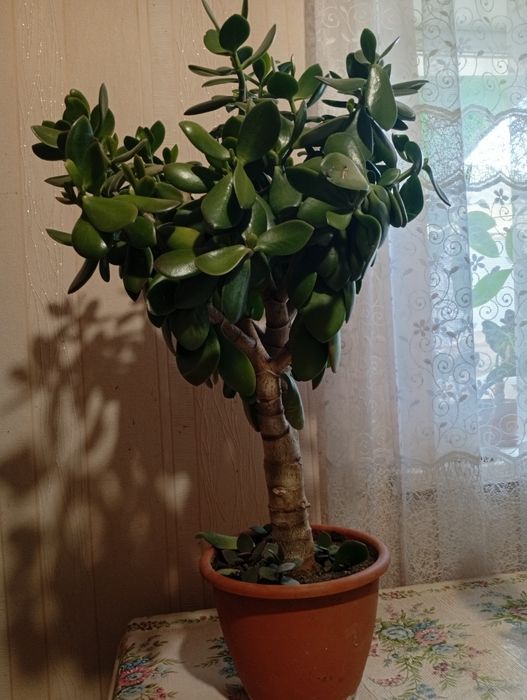 Денежное дерево.