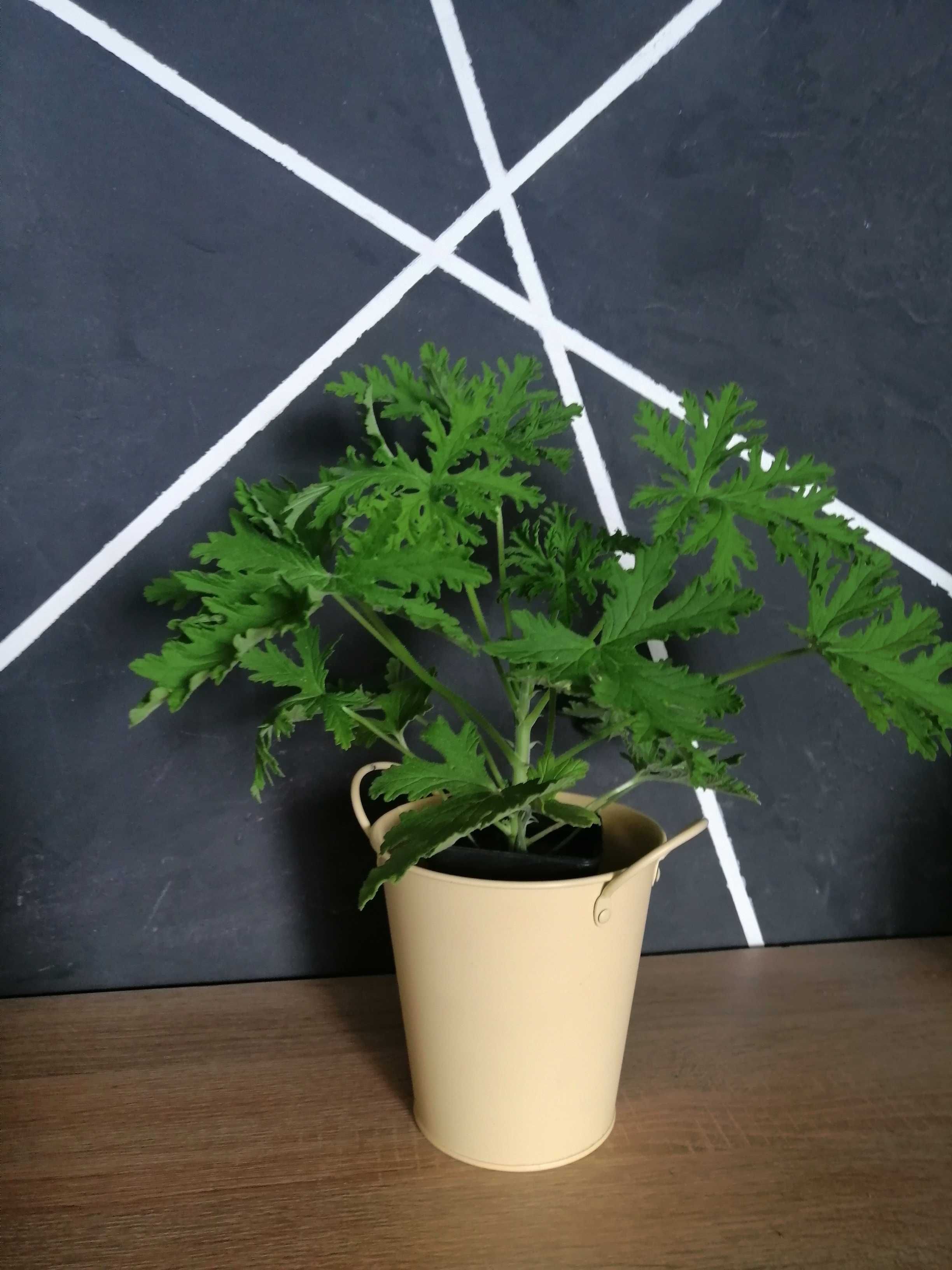 Geranium anginka