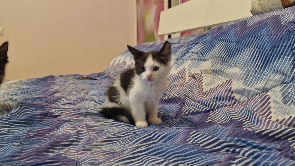 Віддам котика в добрі руки