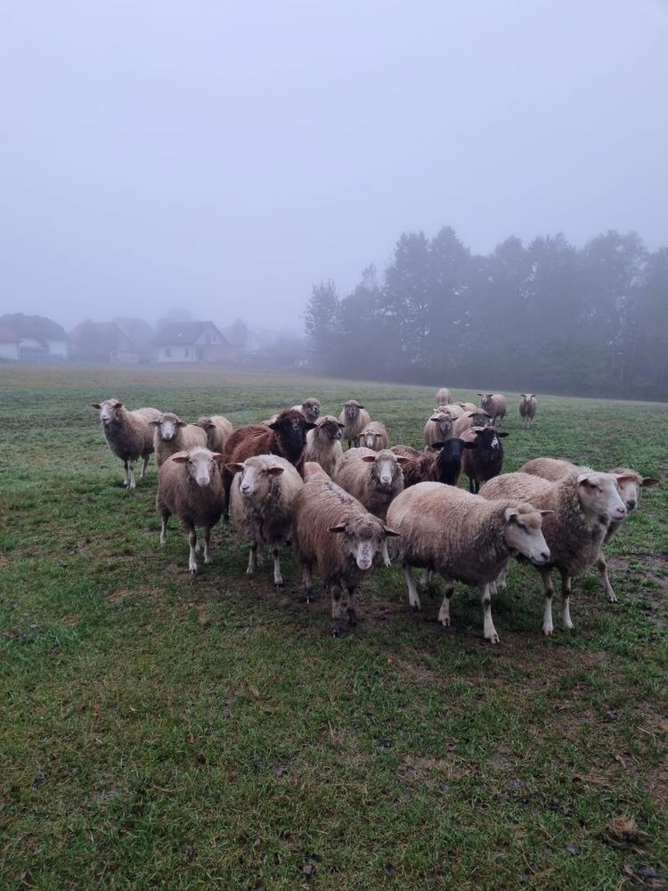 Sprzedam barany duże i małe