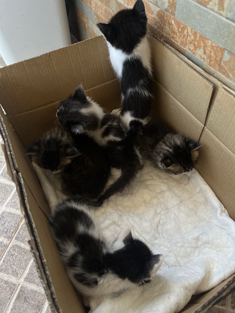 Doa-se gatos bebés