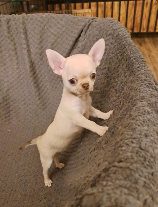 Urocza suczka Chihuahua – miniaturowa, śliczna i towarzyska