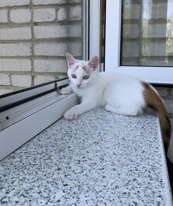 Кошеня шукає родину