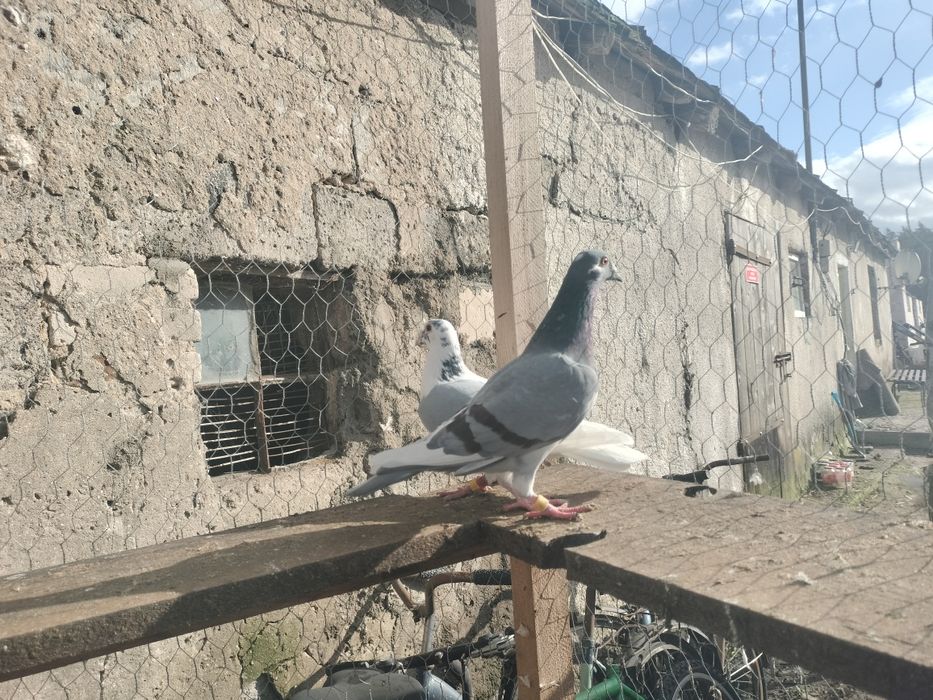 Sprzedam gołębie pocztowe