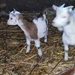 Casal de cabras anas
