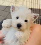 West Highland White Terrier FCI -piękny szczeniak