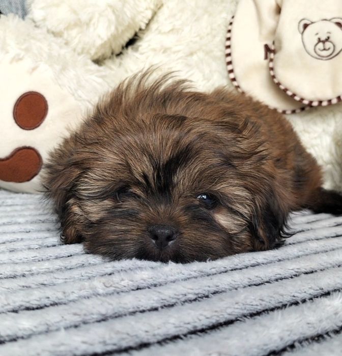 Shih Tzu śliczny piesek