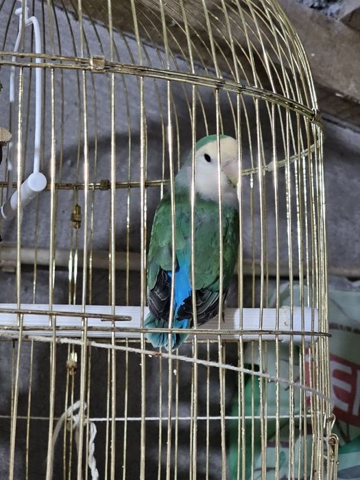 Agapornis domesticado