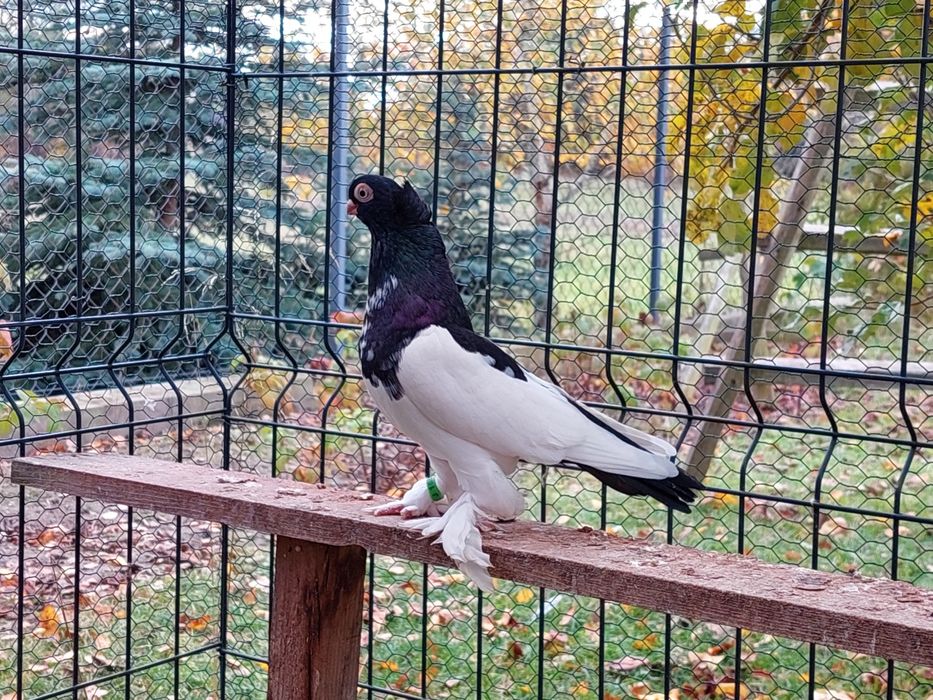 Sroczka polska,samczyk  25r. Miły gołąb