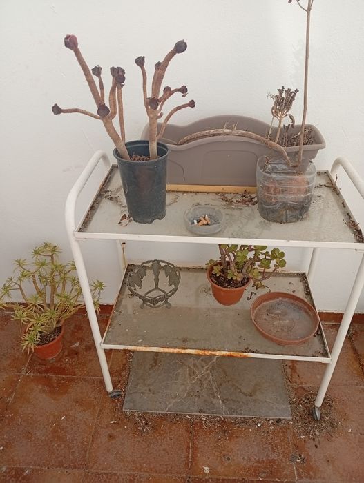 Plantas resistentes