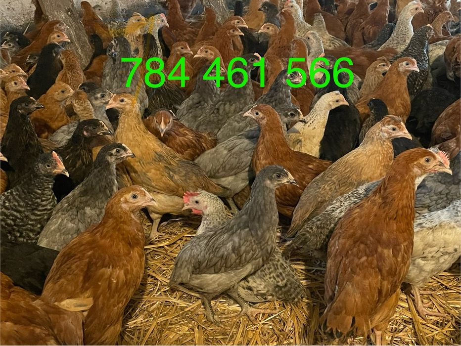 Kury nioski rosa , dominat