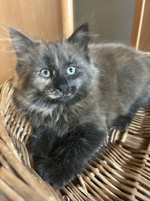 Koteczka Norweska Lesna / FPL