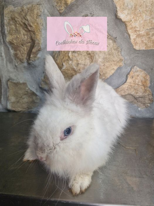 Coelhos anoes mini leon head