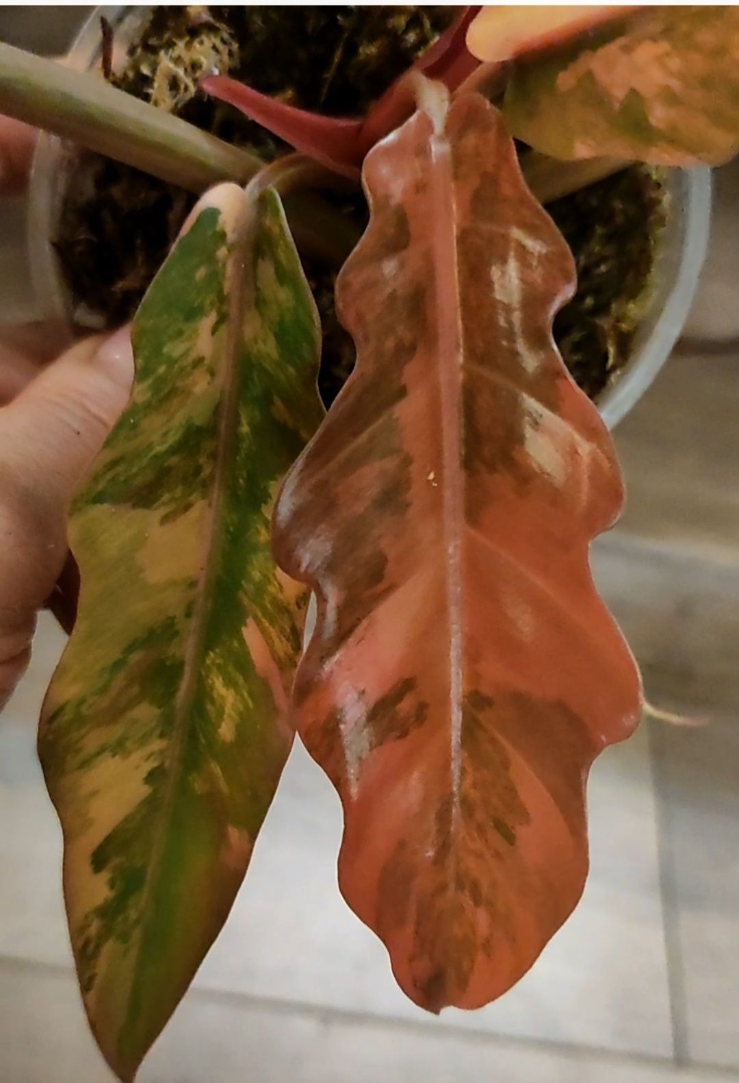 Филодендрон Карамель Марбл, Philodendron Caramel Marble(pink)