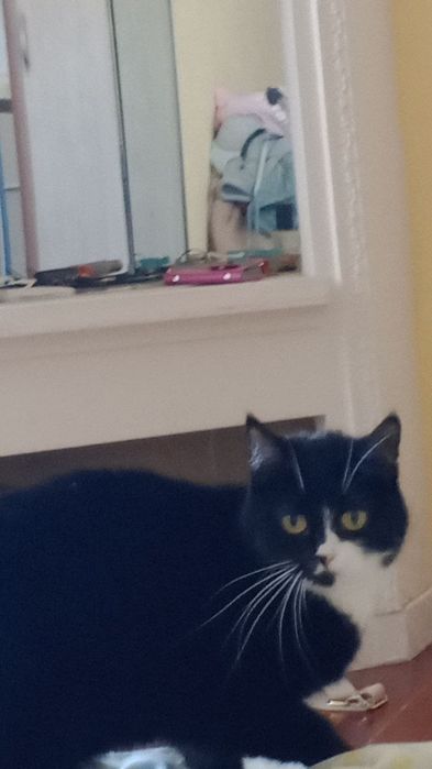 кошечке очень нужен дом