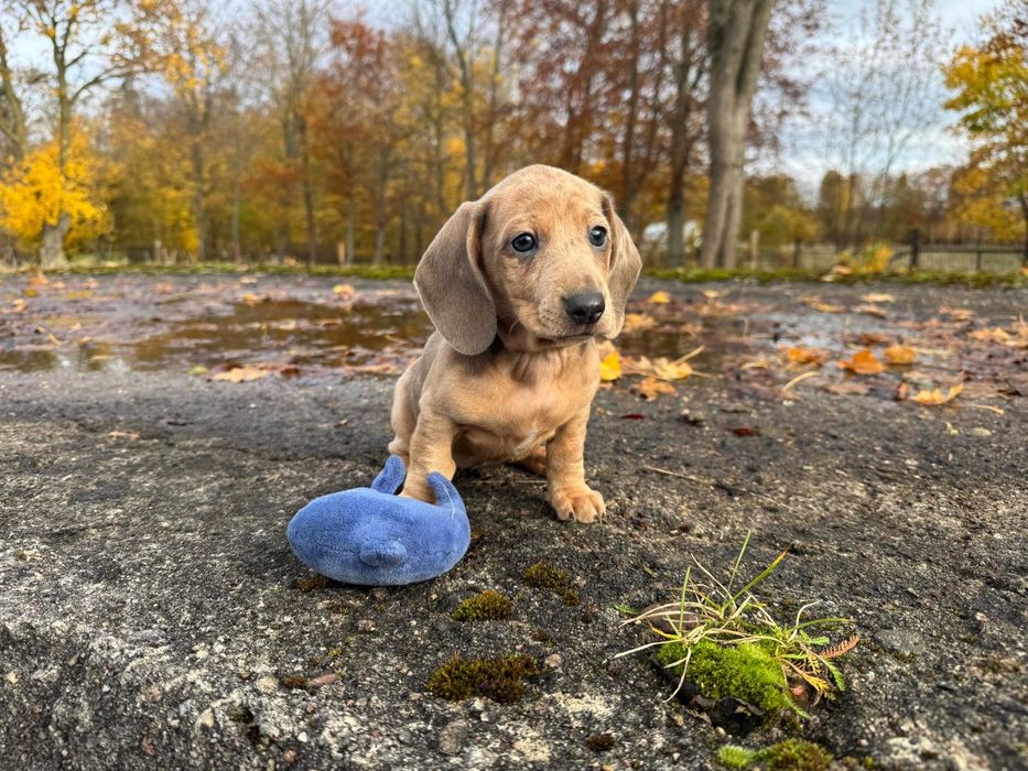 jamnik miniaturowy merlle suczka