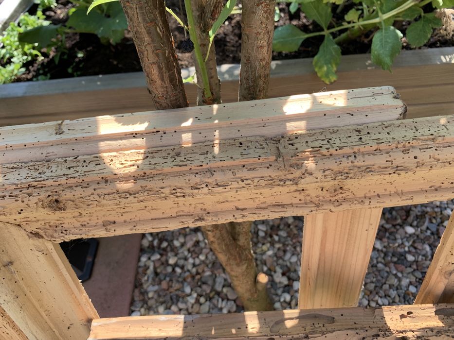 Rama „kornikowa” 46x33