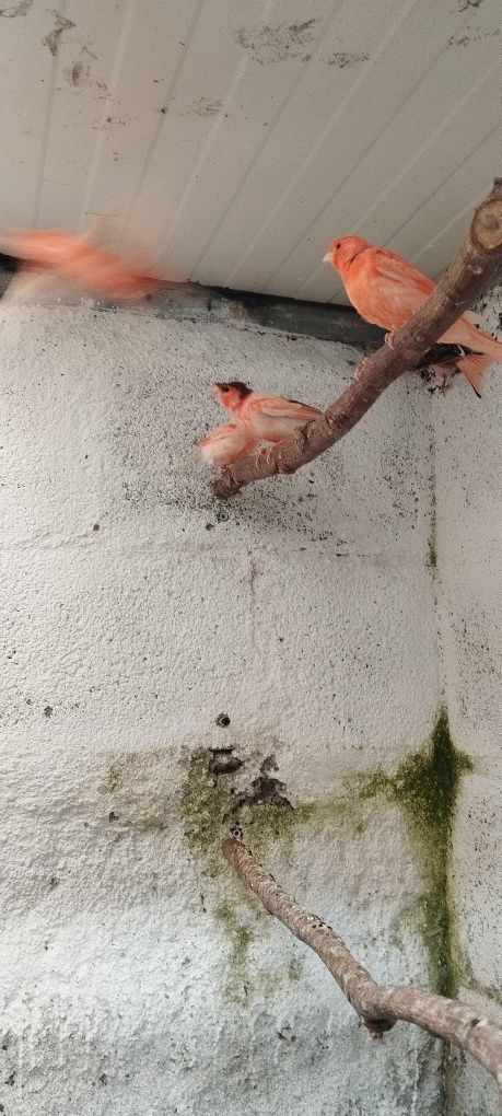 Canarios de qualidade