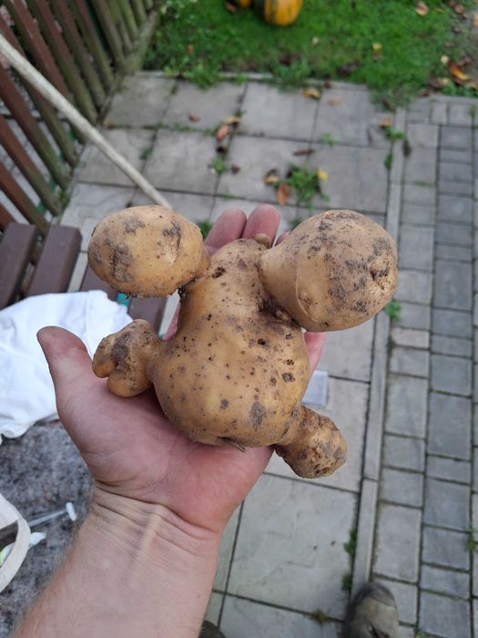 Ziemniaki  soraya na oborniku