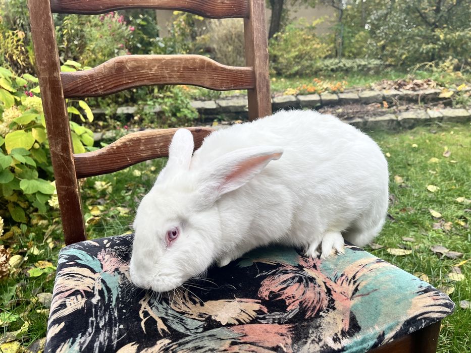 Królik tuszka / tusza ekologiczne