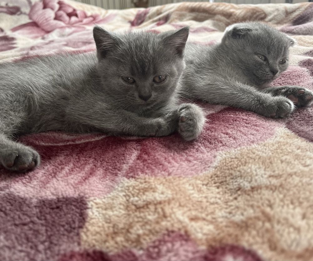 Котенята британська короткошерста