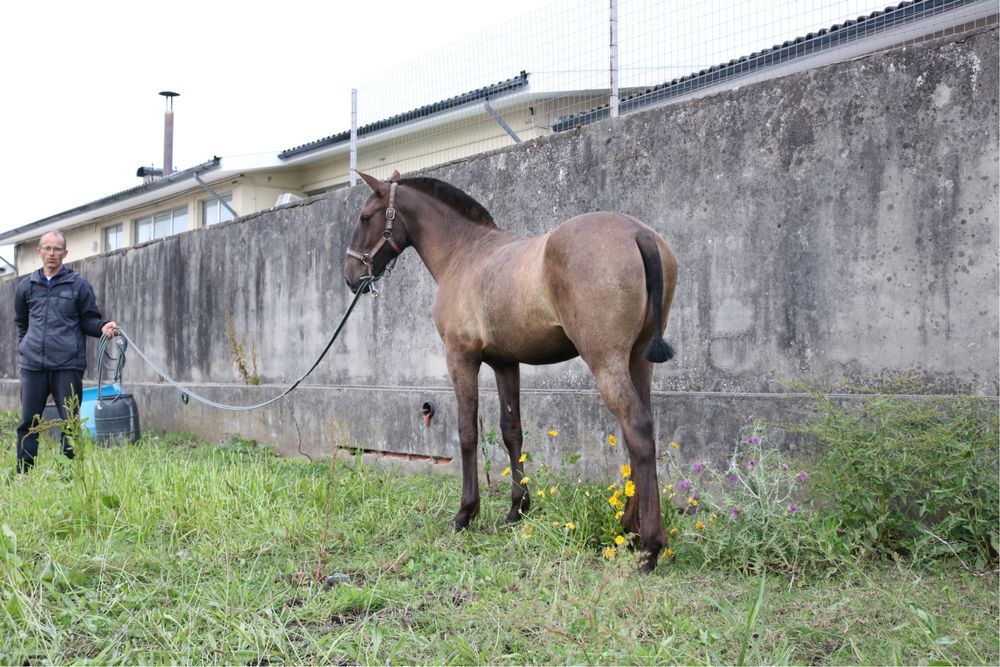 Poldra PSLusitano 11 meses preta