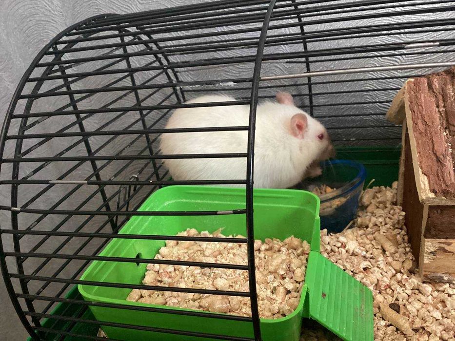Срочно‼️ Продам крысу с клеткой