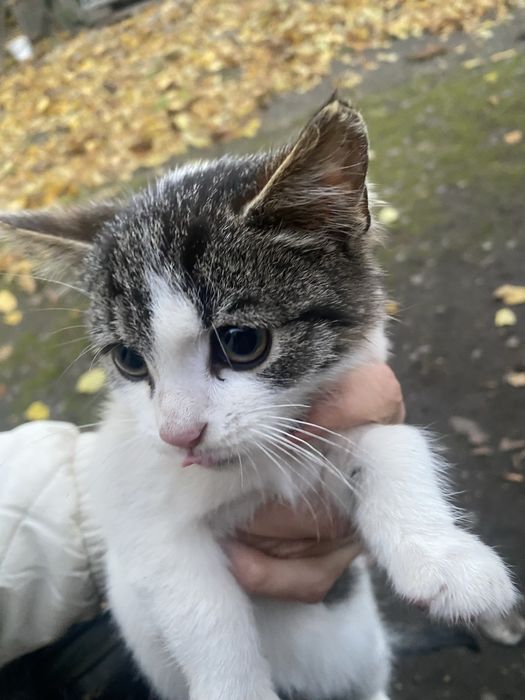 Котик безкоштовно кішка кіт