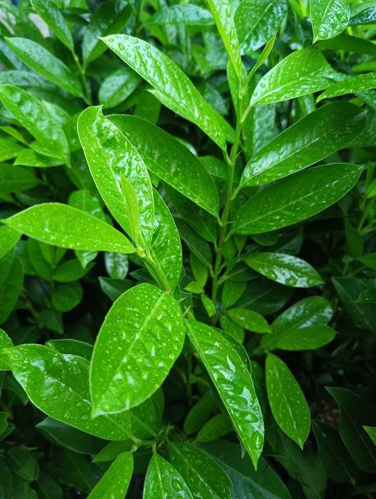 Żywopłot sadzonki NOVITA 80 cm. Producent