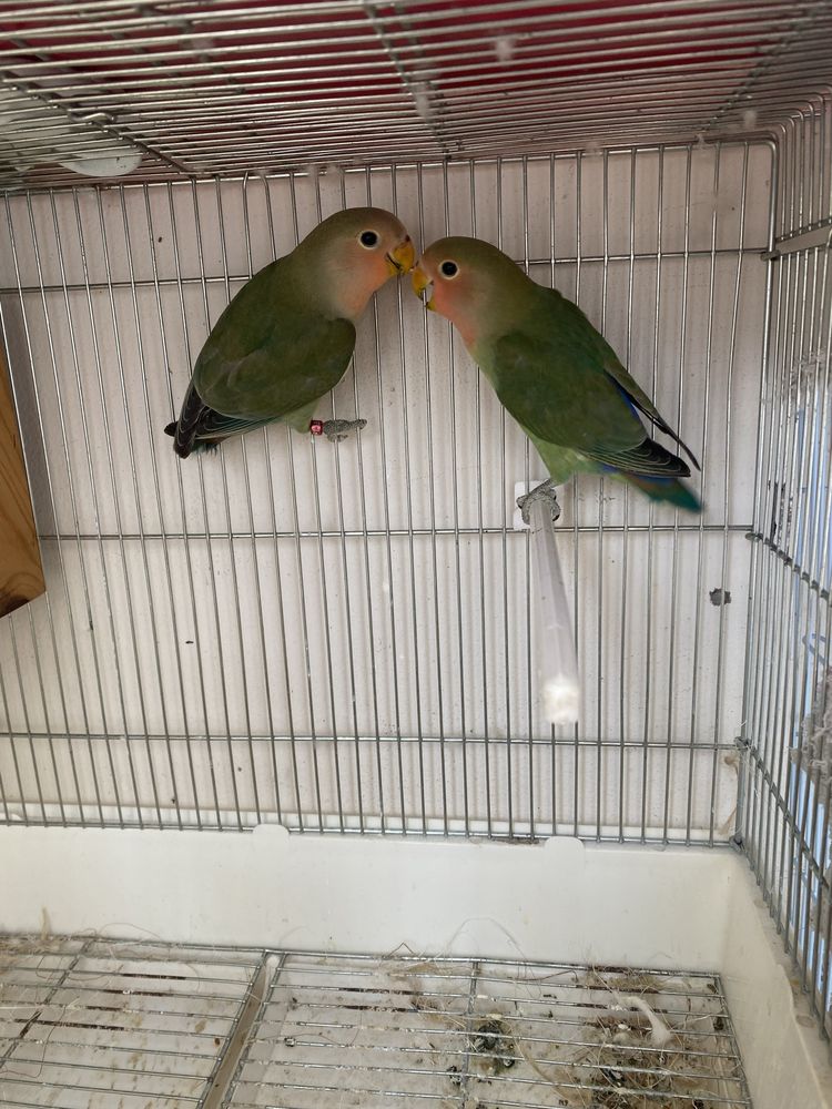 Casal de Agapornis vendo ou troco