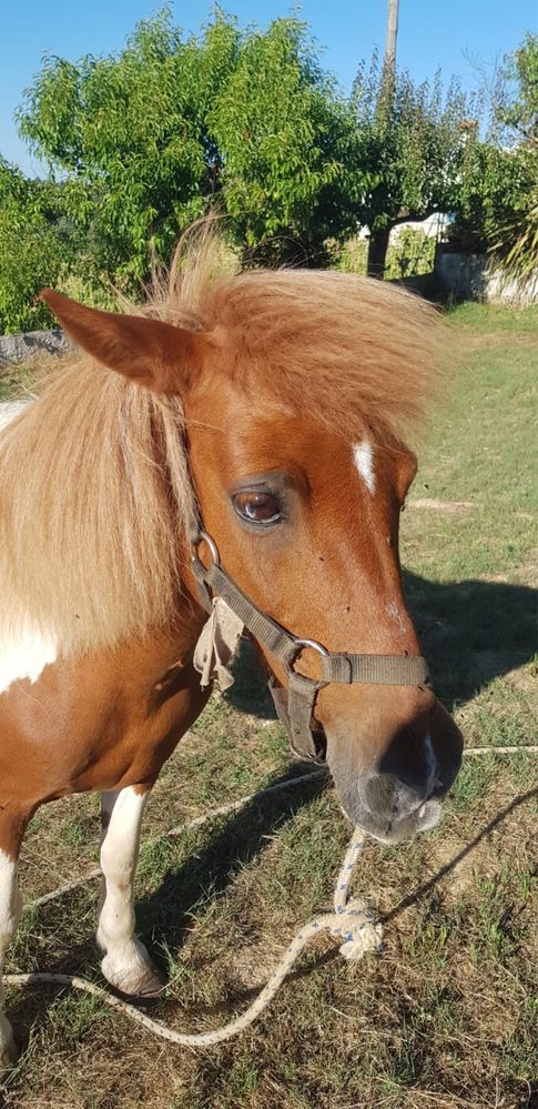 Poney c/s charrete e arreios