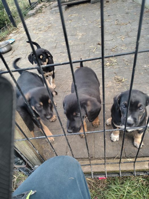 Oddam cztery pieski za darmo