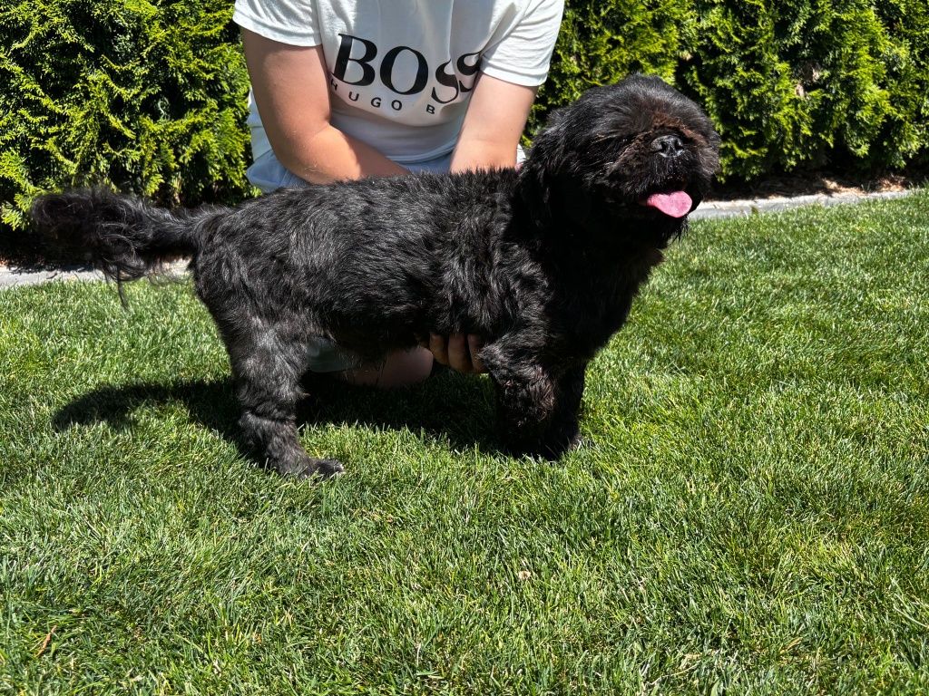 Shih tzu pies reproduktor