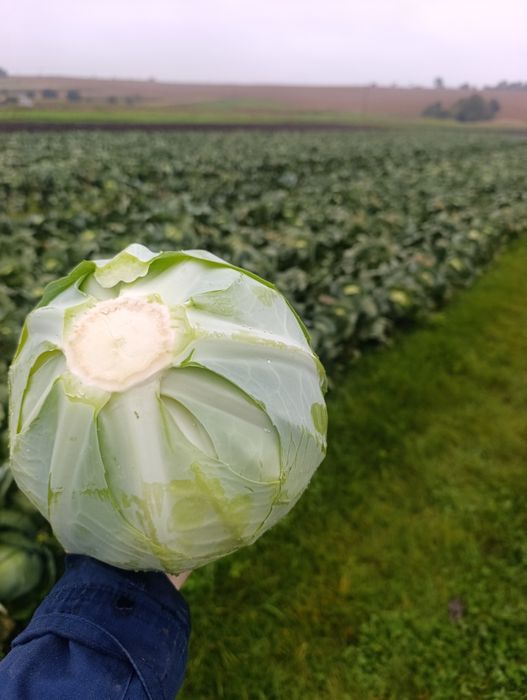 Капуста пізня Альбатрос ОПТ