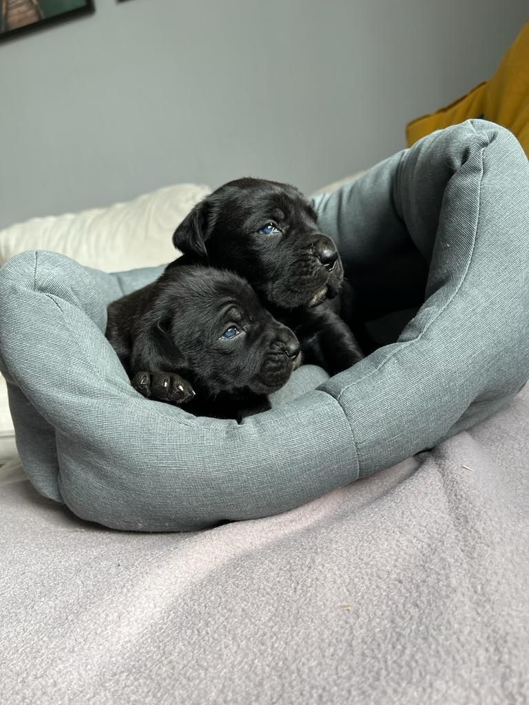 Cane Corso mocny pies