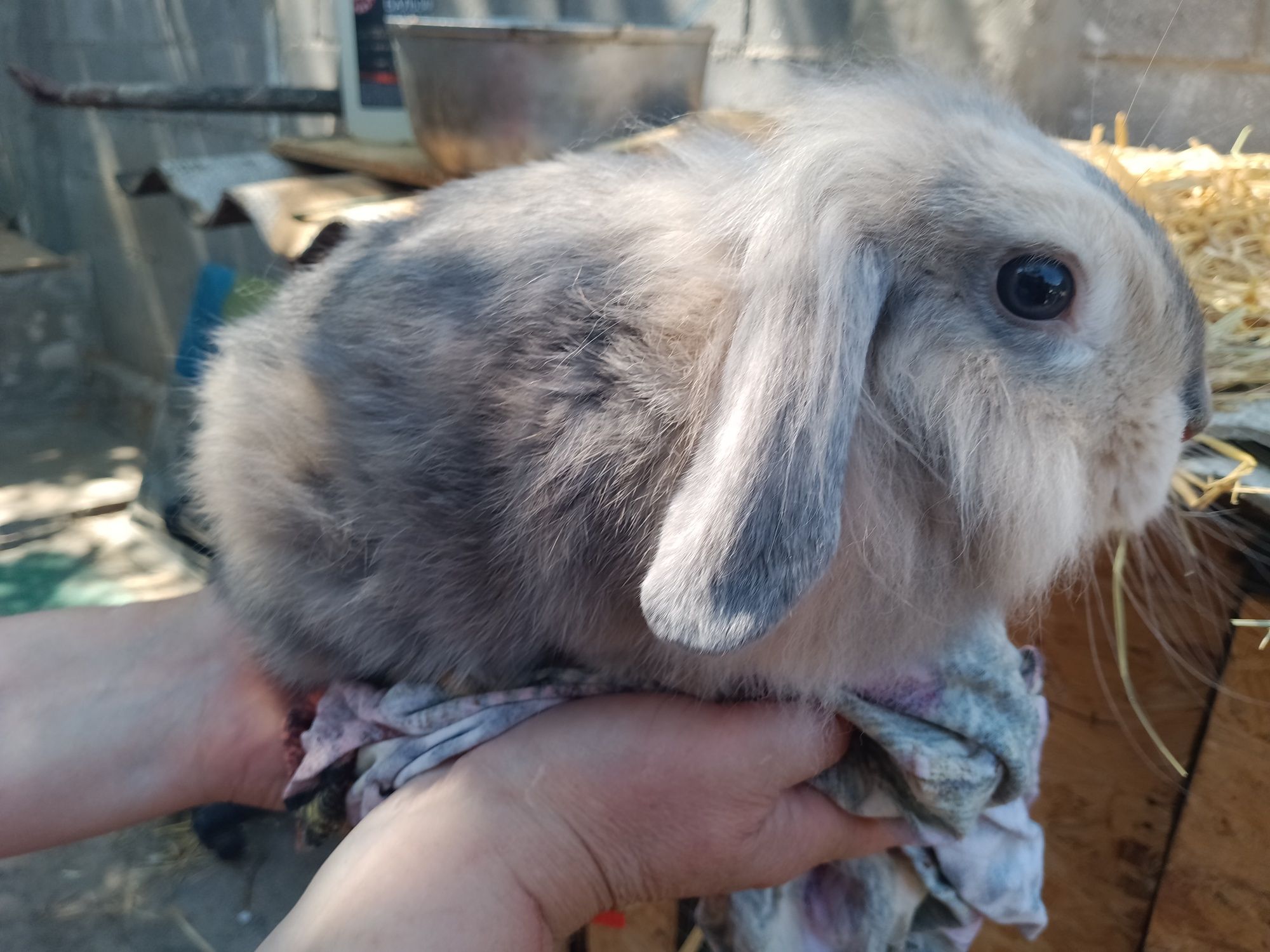 Продам декоративних кроликів