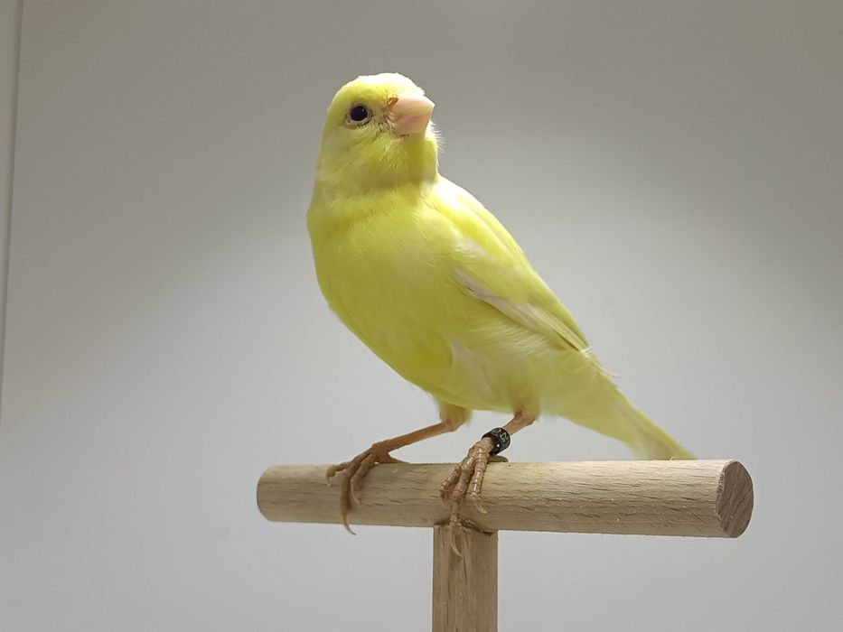 Kanarek kanarki slavujar