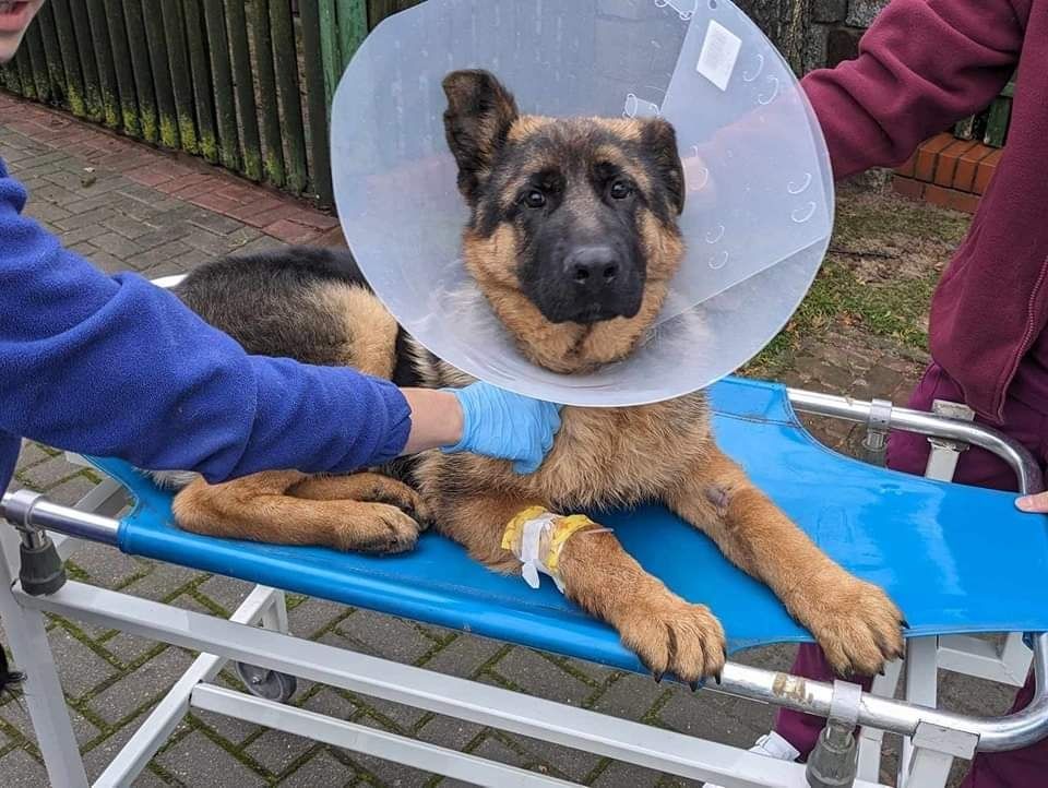 Pilne pomocy! Cudowny 10 miesięczny Rexio uratowany po wypadku!