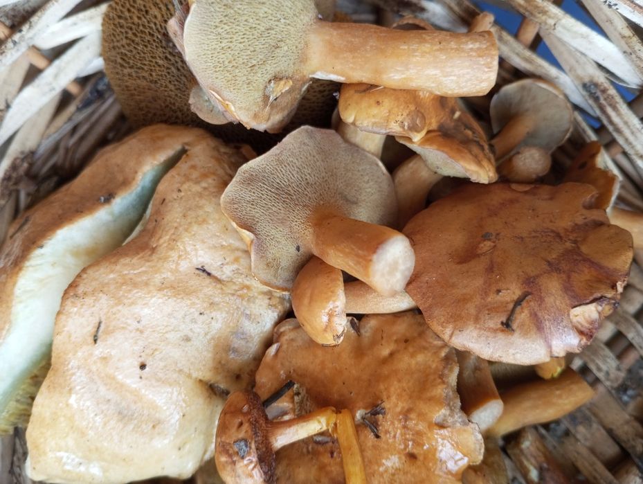 Grzyby świeże suszone prawdziwki kozak koźlarz maślak podgrzybek